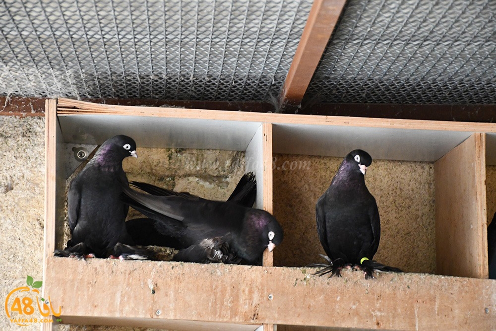 zohdi 3ashoor (47).jpeg